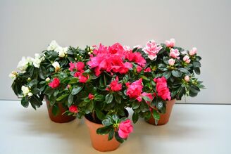 Декоративно-цветущие комнатные растения